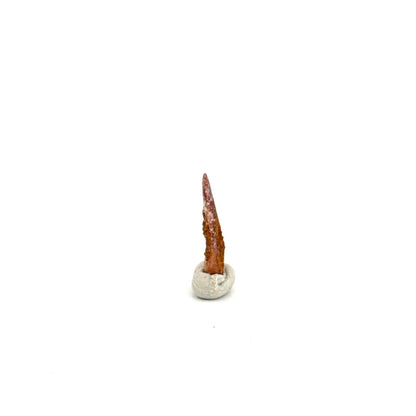 Pterosaur fossil tooth (0.58") from Cretaceous, Morocco - FossilsAndMore
