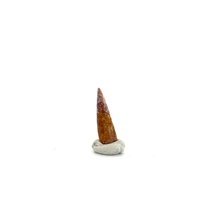 Pterosaur fossil tooth (0.58") from Cretaceous, Morocco - FossilsAndMore