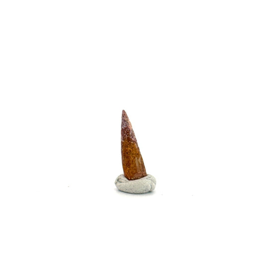 Pterosaur fossil tooth (0.58") from Cretaceous, Morocco - FossilsAndMore