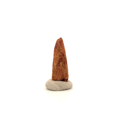 Pterosaur fossil tooth (0.97") from Cretaceous, Morocco - FossilsAndMore