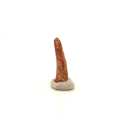Pterosaur fossil tooth (0.97") from Cretaceous, Morocco - FossilsAndMore