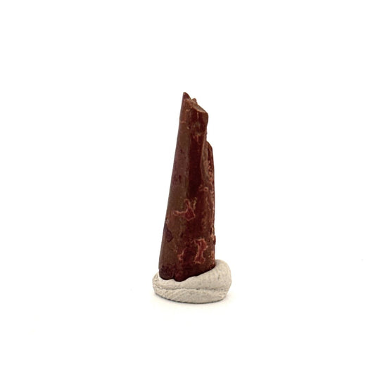 Pterosaur fossil tooth (1.04") from Cretaceous, Morocco - FossilsAndMore