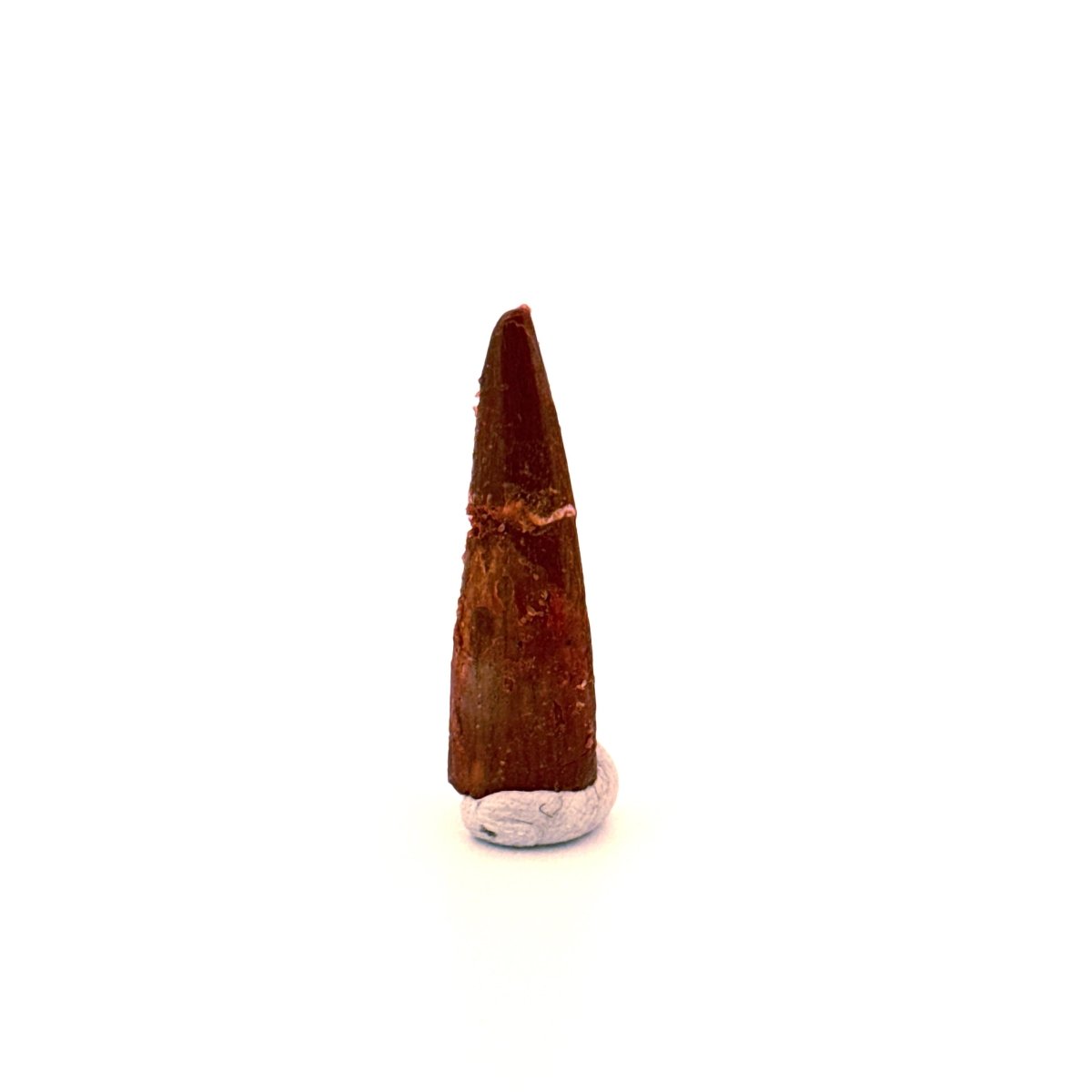 Pterosaur fossil tooth (1.05") - Late Cretaceous, Morocco - FossilsAndMore