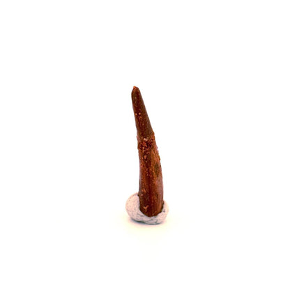 Pterosaur fossil tooth (1.05") - Late Cretaceous, Morocco - FossilsAndMore