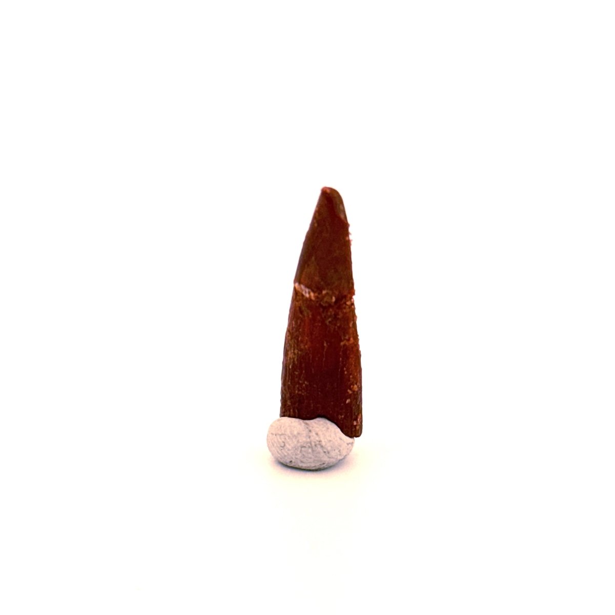 Pterosaur fossil tooth (1.05") - Late Cretaceous, Morocco - FossilsAndMore