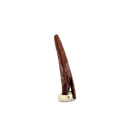 Pterosaur fossil tooth (1.08") from Cretaceous, Morocco - FossilsAndMore