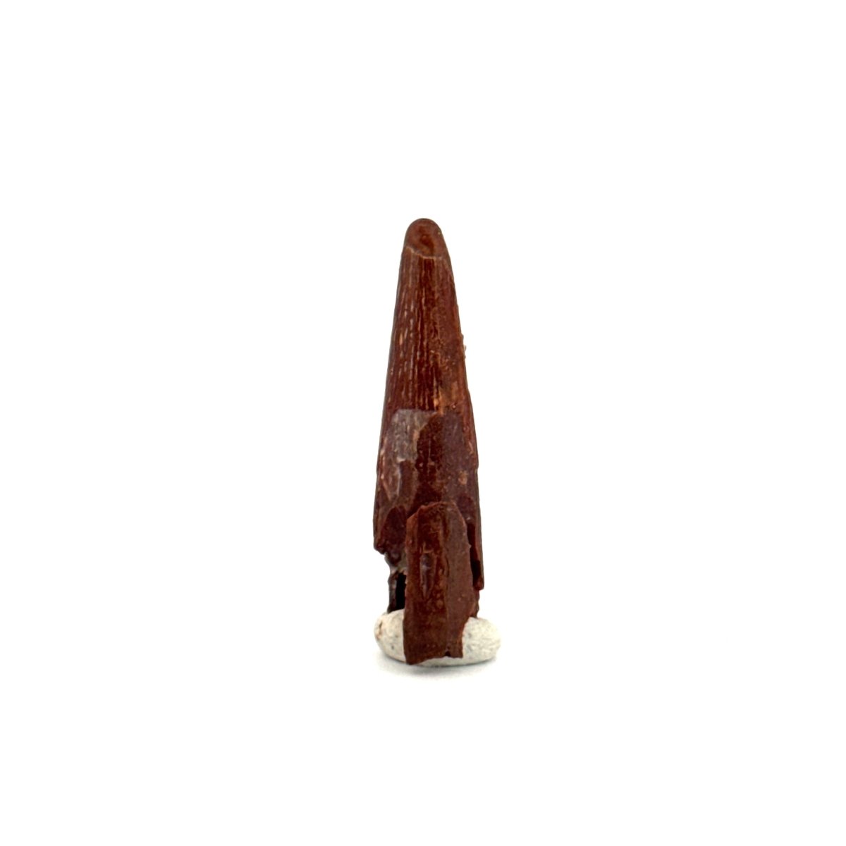Pterosaur fossil tooth (1.08") from Cretaceous, Morocco - FossilsAndMore
