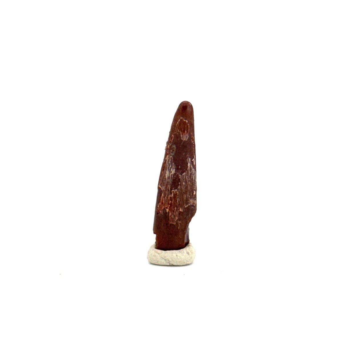 Pterosaur fossil tooth (1.08") from Cretaceous, Morocco - FossilsAndMore