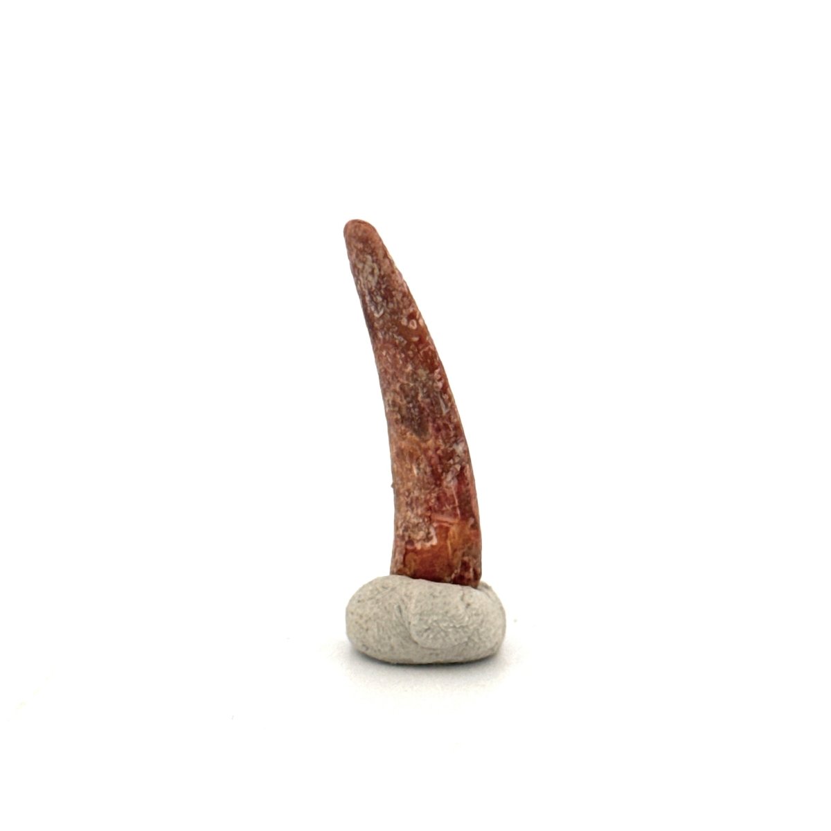 Pterosaur fossil tooth (1.12") from Cretaceous, Morocco - FossilsAndMore