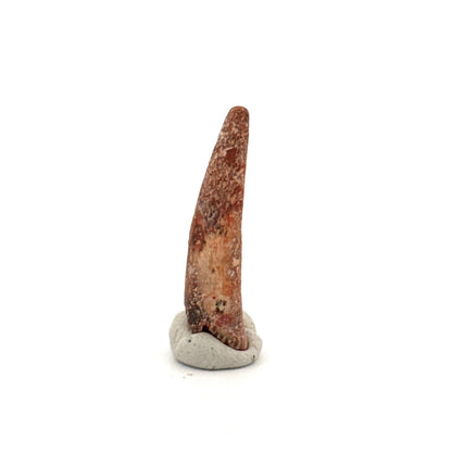 Pterosaur fossil tooth (1.12") from Cretaceous, Morocco - FossilsAndMore