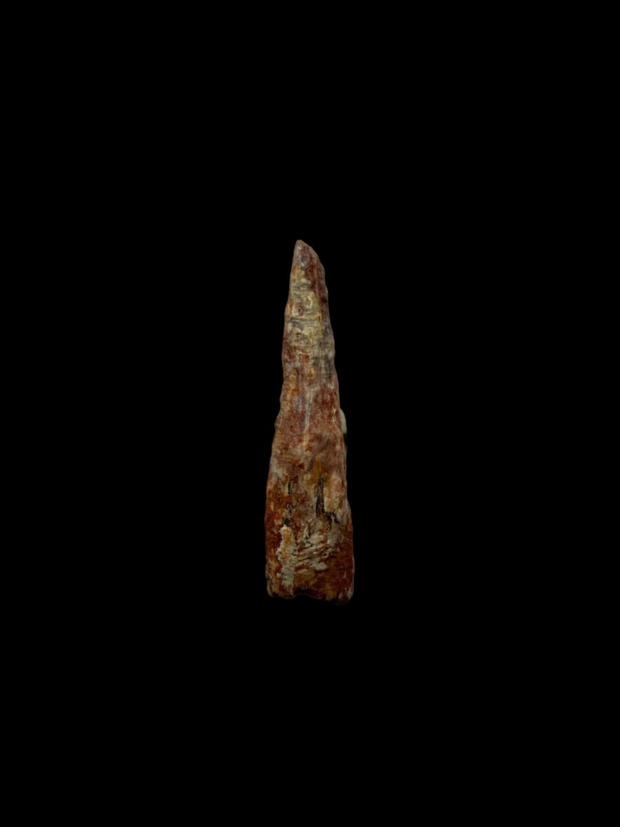 Pterosaur fossil tooth from Morocco | 0.72" - FossilsAndMore