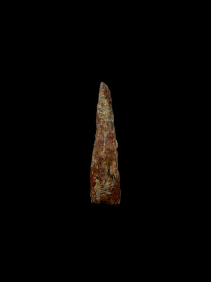 Pterosaur fossil tooth from Morocco | 0.72" - FossilsAndMore