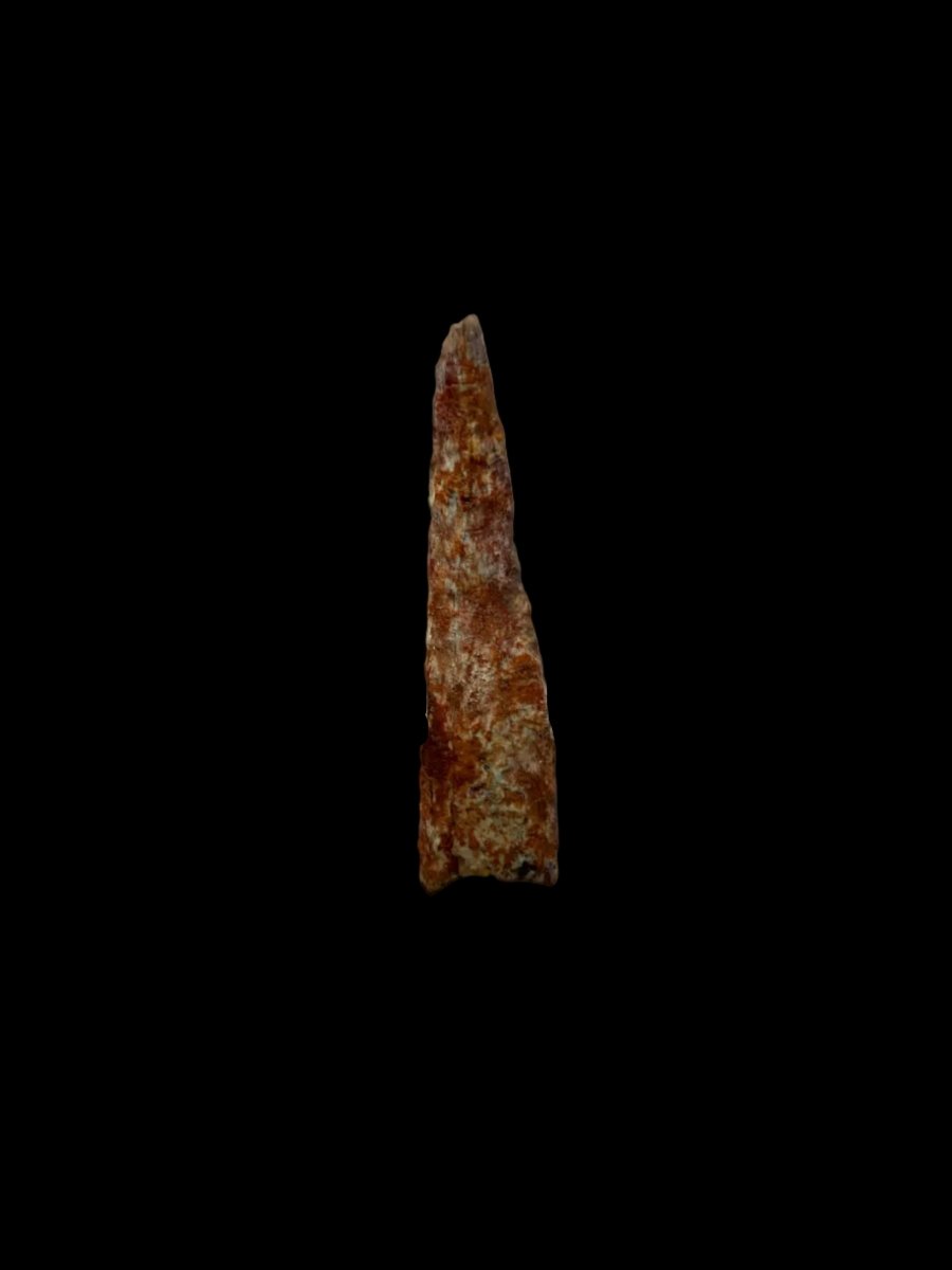 Pterosaur fossil tooth from Morocco | 0.72" - FossilsAndMore
