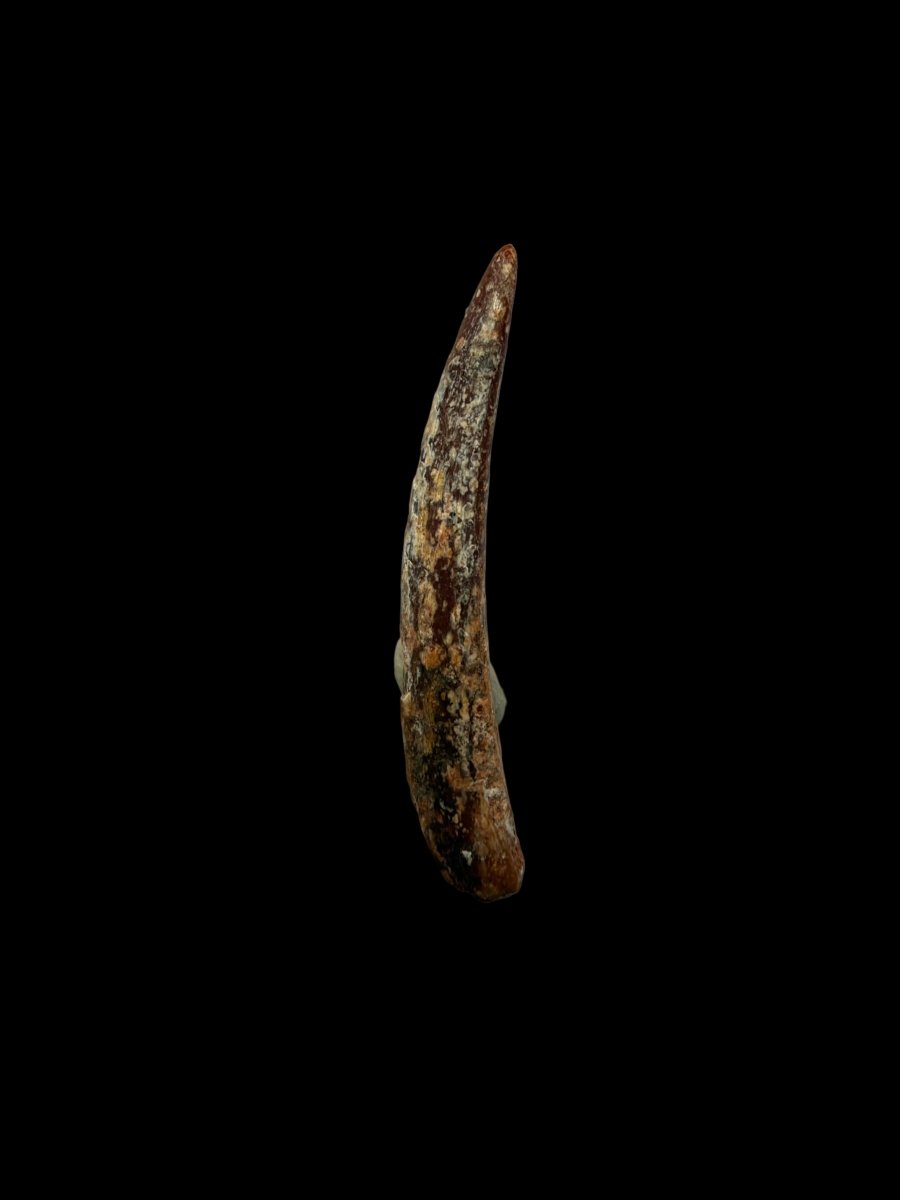 Pterosaur fossil tooth from Morocco | 0.86" - FossilsAndMore