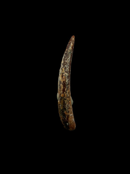 Pterosaur fossil tooth from Morocco | 0.86" - FossilsAndMore