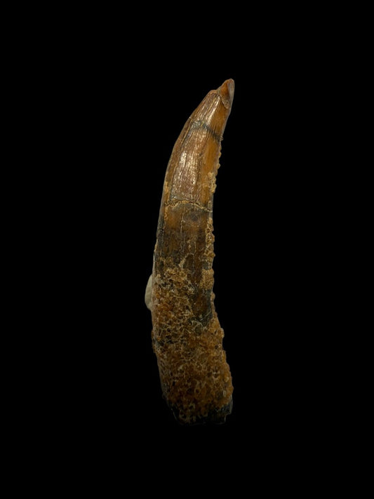 Pterosaur fossil tooth from Morocco | 0.94" - FossilsAndMore