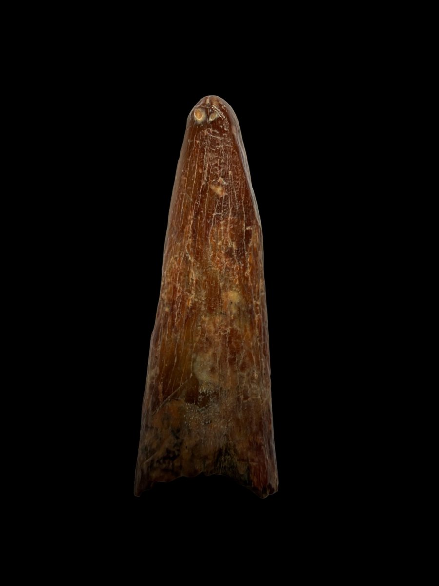 Pterosaur fossil tooth from Morocco | 0.98" - FossilsAndMore