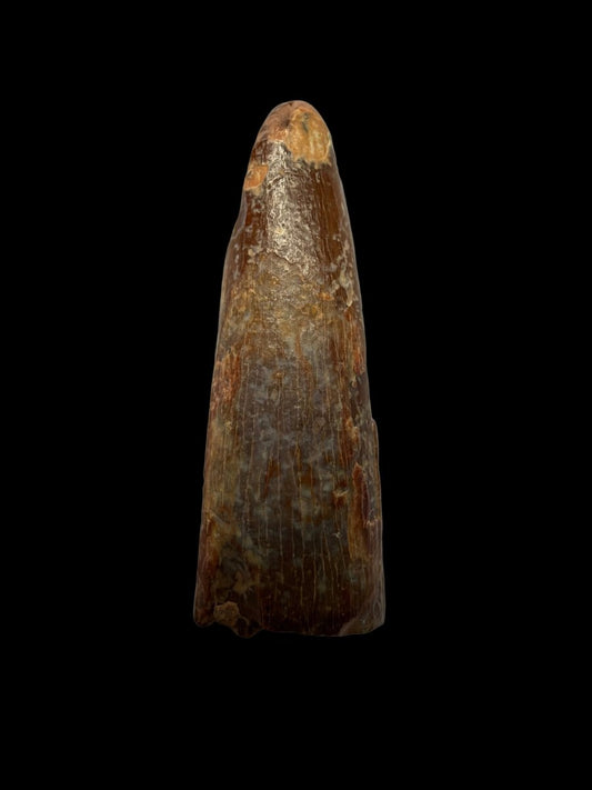 Pterosaur fossil tooth from Morocco | 0.98" - FossilsAndMore