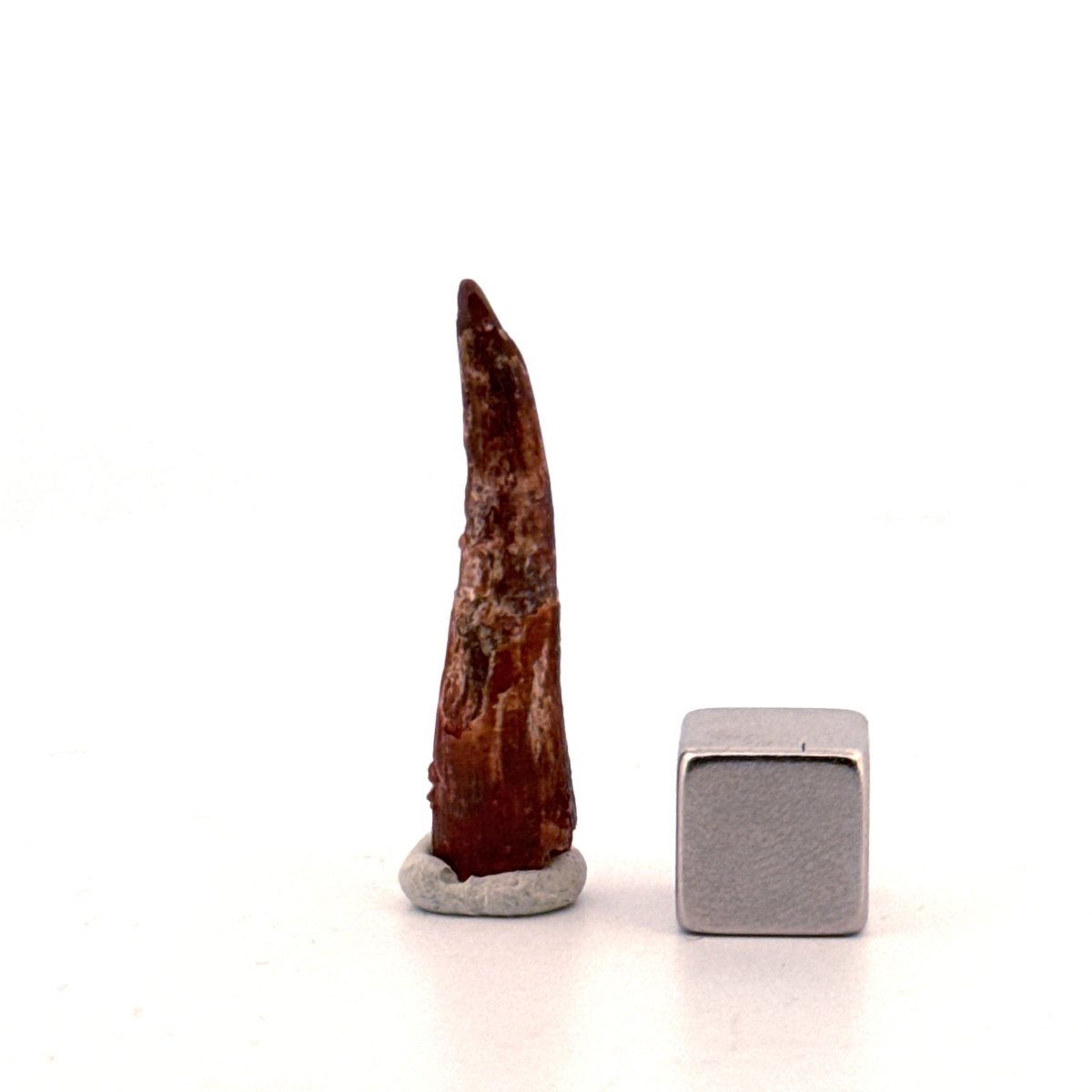Pterosaur fossil tooth from Morocco | 1.23" - FossilsAndMore