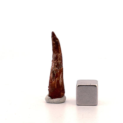 Pterosaur fossil tooth from Morocco | 1.23" - FossilsAndMore