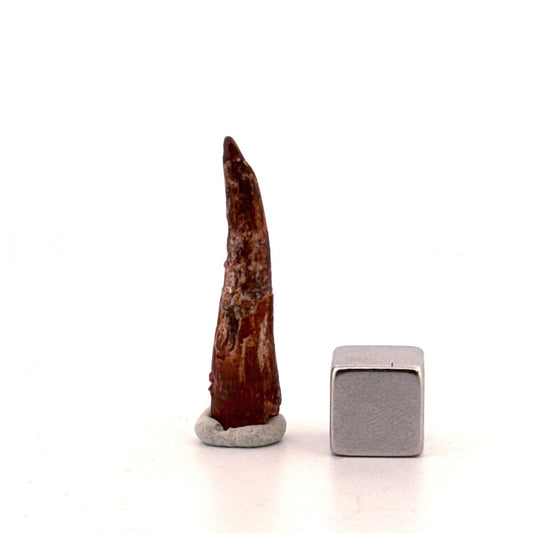 Pterosaur fossil tooth from Morocco | 1.23" - FossilsAndMore
