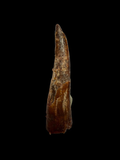 Pterosaur fossil tooth from Morocco | 1.23" - FossilsAndMore