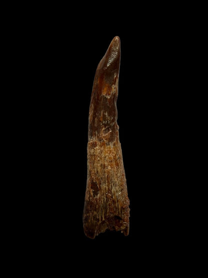 Pterosaur fossil tooth from Morocco | 1.23" - FossilsAndMore