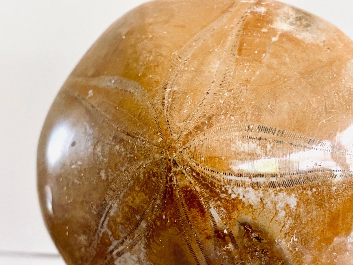 Pygurus Marmonti, 150 million years old fossil sea urchin, from Madagascar (2.91") - FossilsAndMore
