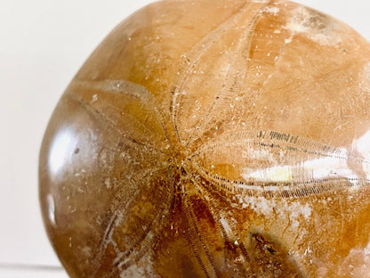 Pygurus Marmonti, 150 million years old fossil sea urchin, from Madagascar (2.91") - FossilsAndMore