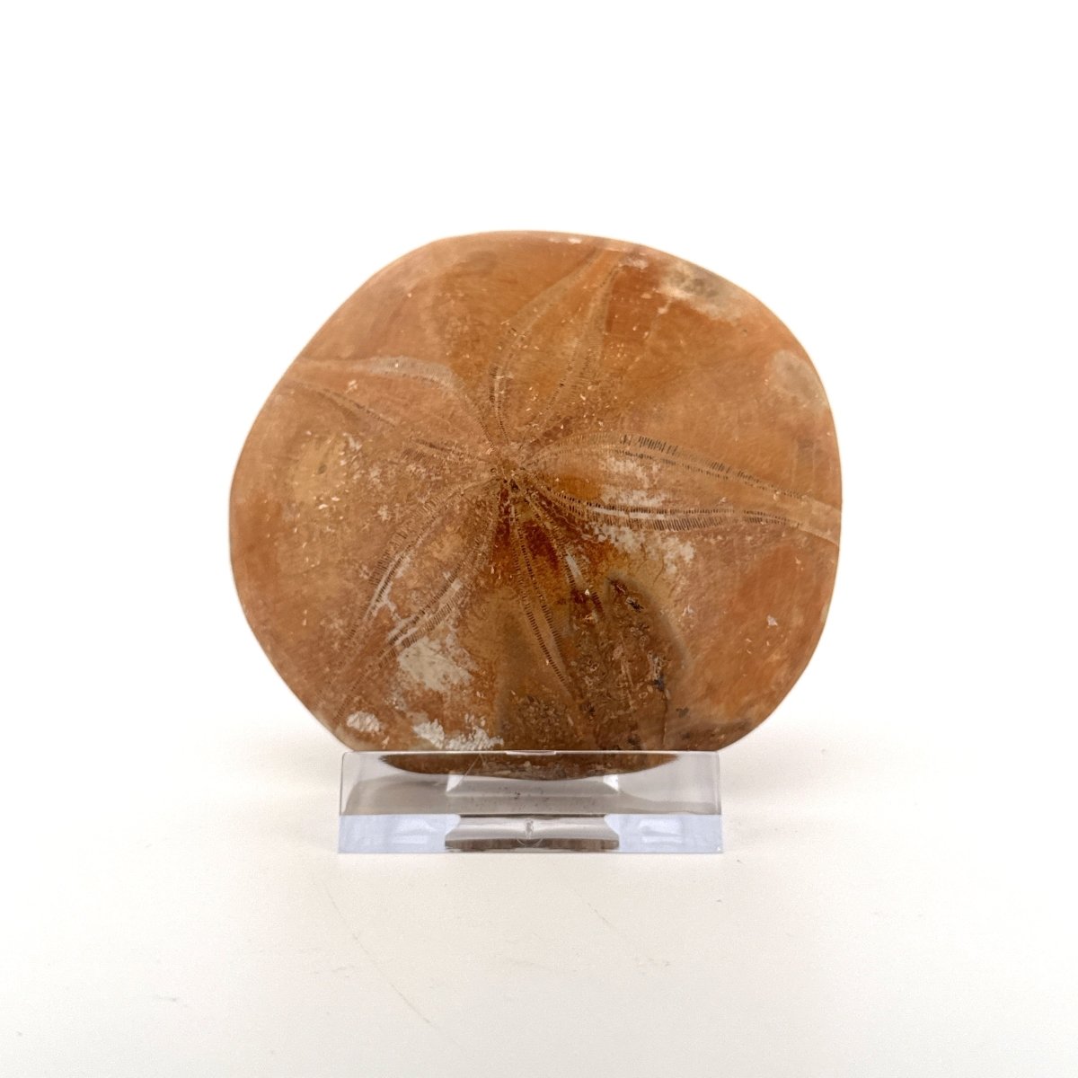 Pygurus Marmonti, 150 million years old fossil sea urchin, from Madagascar (2.91") - FossilsAndMore