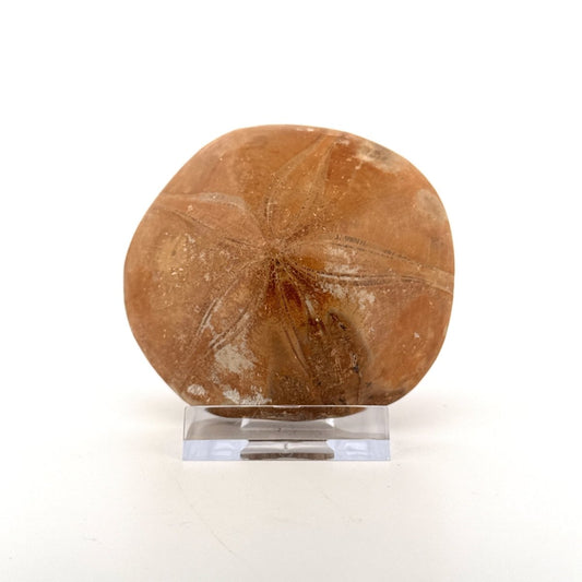 Pygurus Marmonti, 150 million years old fossil sea urchin, from Madagascar (2.91") - FossilsAndMore