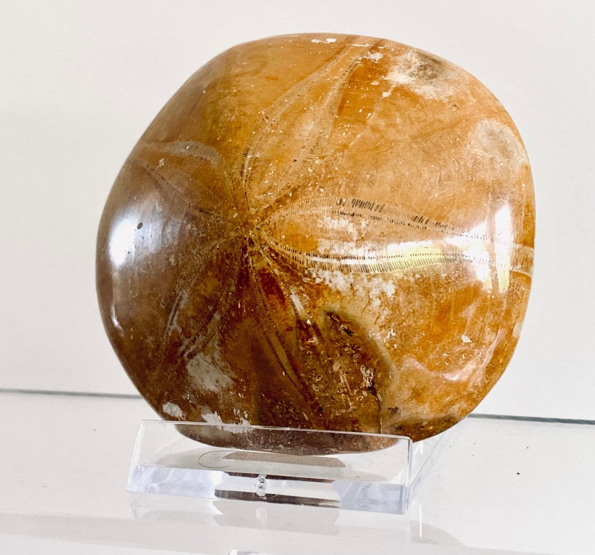 Pygurus Marmonti, 150 million years old fossil sea urchin, from Madagascar (2.91") - FossilsAndMore