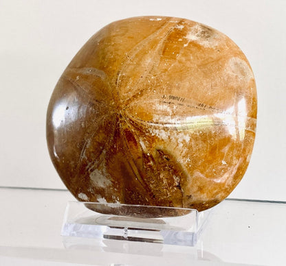 Pygurus Marmonti, 150 million years old fossil sea urchin, from Madagascar (2.91") - FossilsAndMore