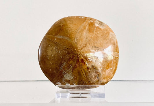 Pygurus Marmonti, 150 million years old fossil sea urchin, from Madagascar (2.91") - FossilsAndMore