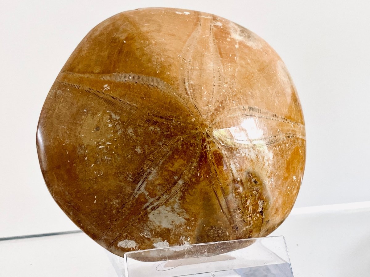 Pygurus Marmonti, 150 million years old fossil sea urchin, from Madagascar (2.91") - FossilsAndMore