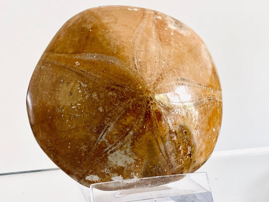 Pygurus Marmonti, 150 million years old fossil sea urchin, from Madagascar (2.91") - FossilsAndMore