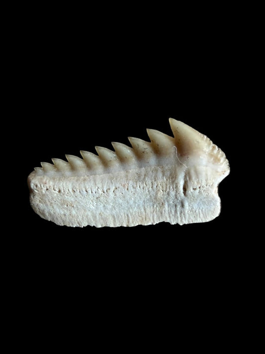 Rare Hexanchus microdon Fossil Shark Tooth - FossilsAndMore