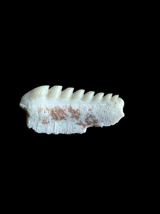 Rare Hexanchus microdon Fossil Shark Tooth - FossilsAndMore