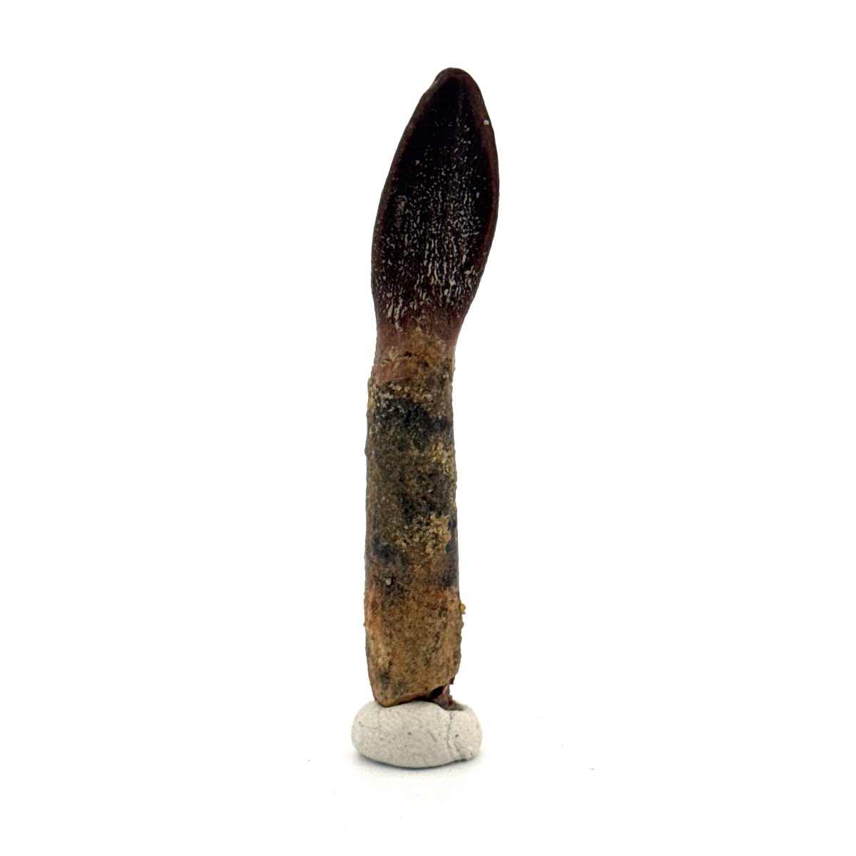 Rare Lapparentosaurus Tooth Fossil (2.31") from Middle Jurassic, Madagascar - FossilsAndMore