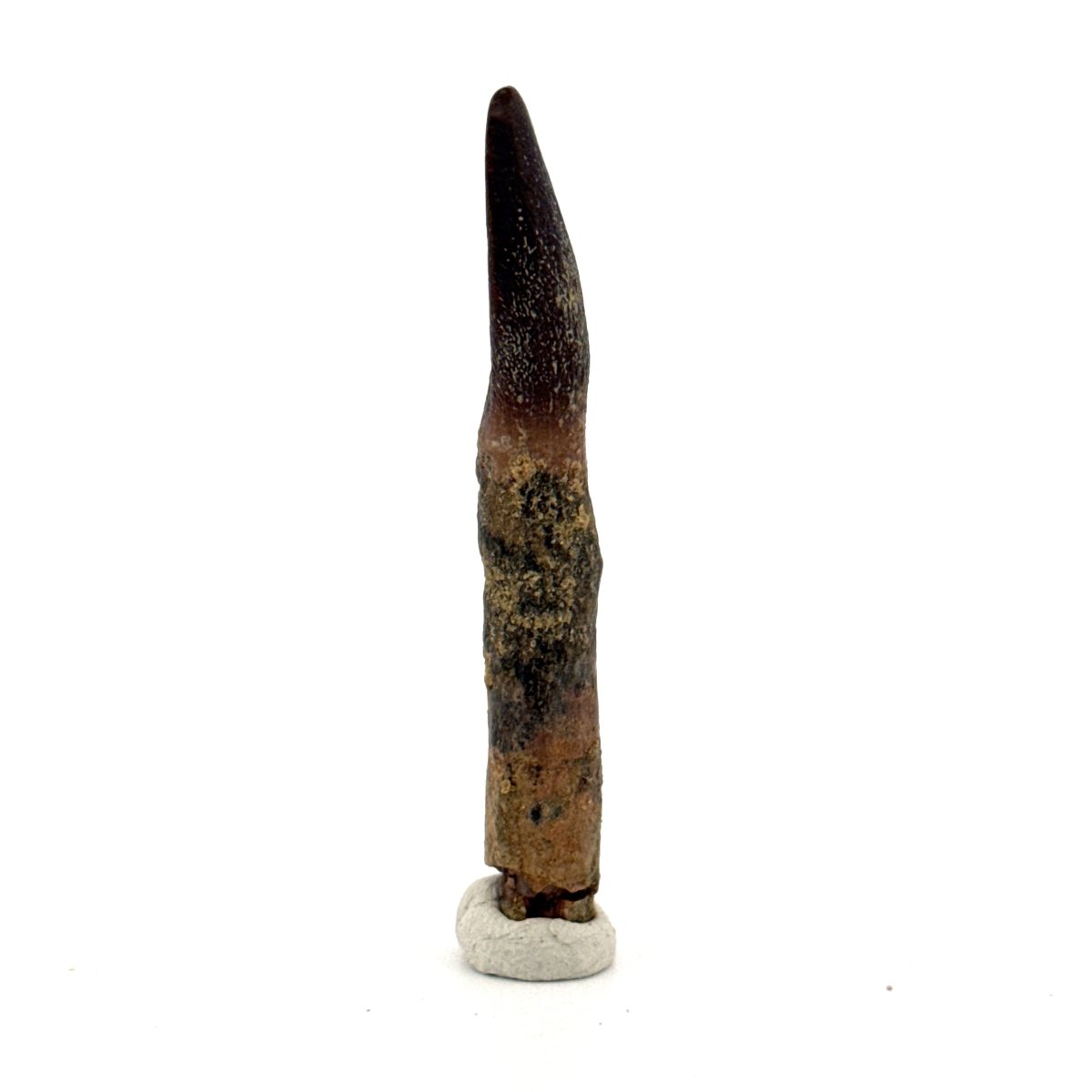Rare Lapparentosaurus Tooth Fossil (2.31") from Middle Jurassic, Madagascar - FossilsAndMore