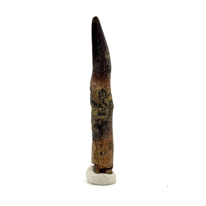 Rare Lapparentosaurus Tooth Fossil (2.31") from Middle Jurassic, Madagascar - FossilsAndMore