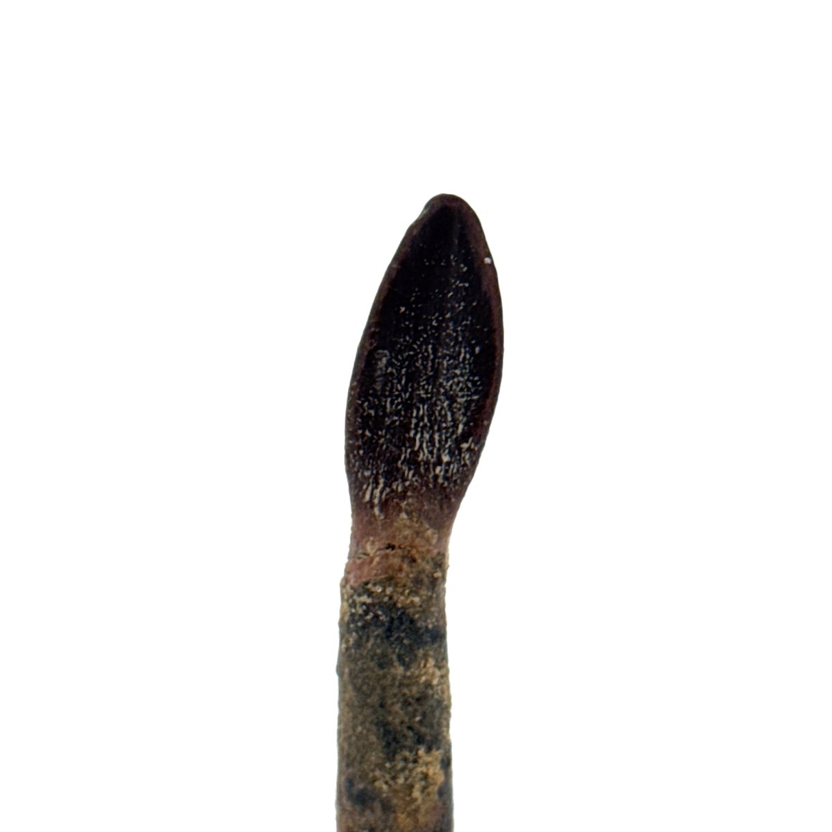 Rare Lapparentosaurus Tooth Fossil (2.31") from Middle Jurassic, Madagascar - FossilsAndMore