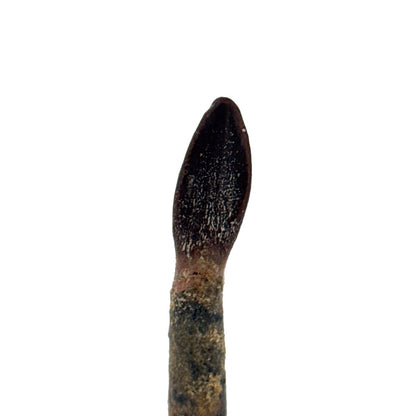 Rare Lapparentosaurus Tooth Fossil (2.31") from Middle Jurassic, Madagascar - FossilsAndMore