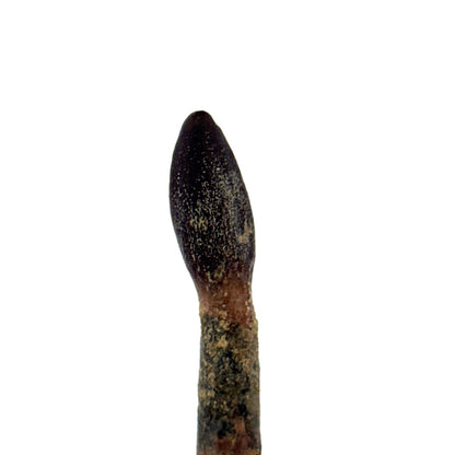 Rare Lapparentosaurus Tooth Fossil (2.31") from Middle Jurassic, Madagascar - FossilsAndMore