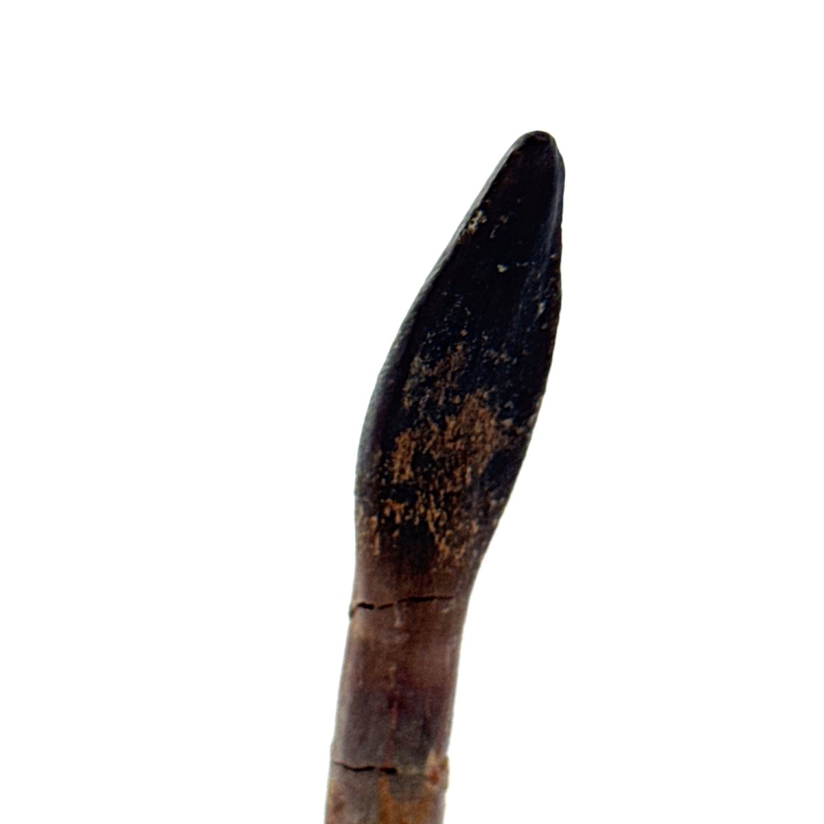 Rare Lapparentosaurus Tooth Fossil (3.00") from Middle Jurassic, Madagascar - FossilsAndMore