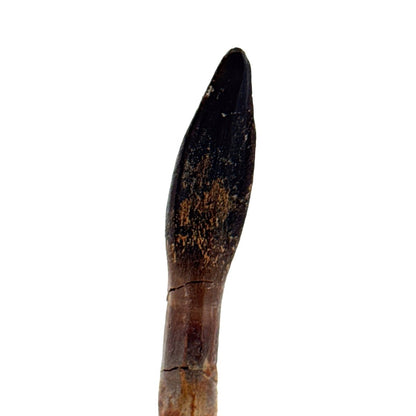 Rare Lapparentosaurus Tooth Fossil (3.00") from Middle Jurassic, Madagascar - FossilsAndMore