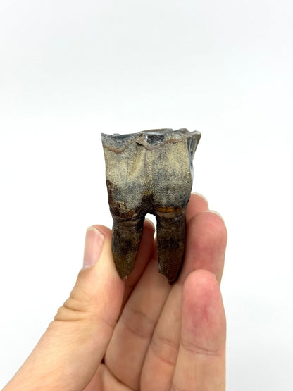 Rare Woolly Rhino Partial Jaw with 5 Molars – Coelodonta antiquitatis – Siberia, Russia - FossilsAndMore