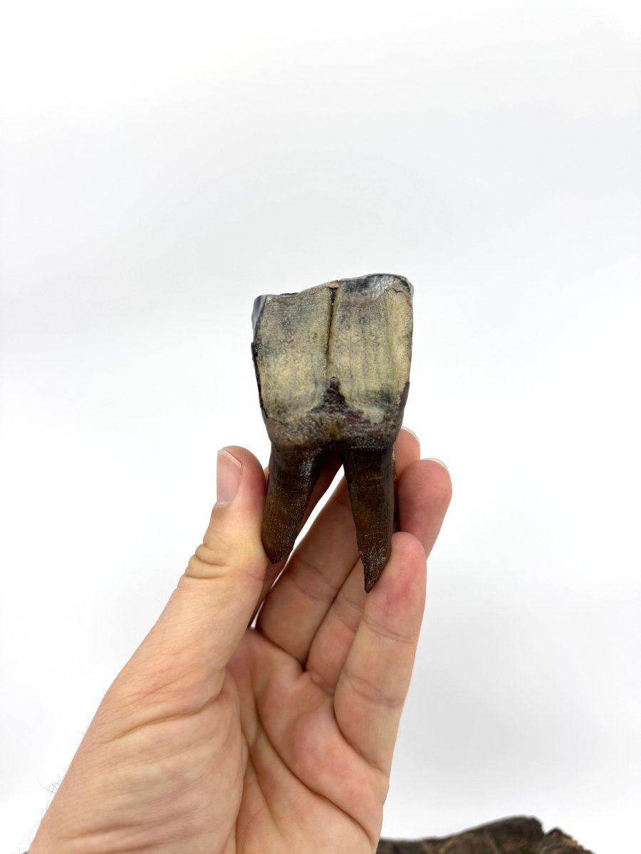 Rare Woolly Rhino Partial Jaw with 5 Molars – Coelodonta antiquitatis – Siberia, Russia - FossilsAndMore