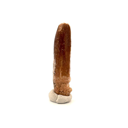 Rebbachisaurid Tooth Sauropod Dinosaur Fossil (1.39") - Cretaceous, Morocco - FossilsAndMore