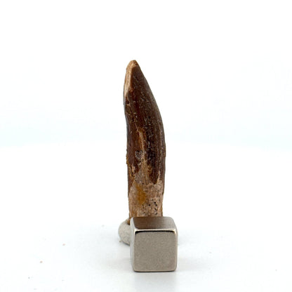 Rebbachisaurid Tooth Sauropod Dinosaur Fossil (1.64") - Cretaceous, Morocco - FossilsAndMore